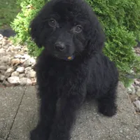 Bud, a male Goldendoodle for sale in Jefferson City, MO – Photo 1 of 6