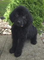 Bud, a male Goldendoodle for sale in Jefferson City, MO – Photo 1 of 6