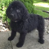 Bud, a male Goldendoodle for sale in Jefferson City, MO – Photo 6 of 6