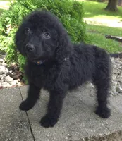 Bud, a male Goldendoodle for sale in Jefferson City, MO – Photo 6 of 6