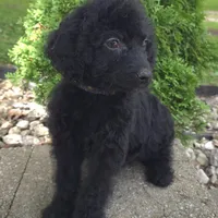 Bud, a male Goldendoodle for sale in Jefferson City, MO – Photo 3 of 6