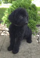 Bud, a male Goldendoodle for sale in Jefferson City, MO – Photo 3 of 6