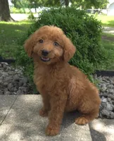 Zinnia, a female Goldendoodle for sale in Jefferson City, MO – Photo 4 of 7