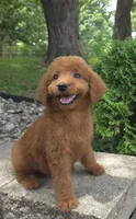 Zinnia, a female Goldendoodle for sale in Jefferson City, MO – Photo 1 of 7
