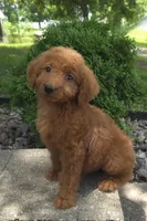 Zinnia, a female Goldendoodle for sale in Jefferson City, MO – Photo 2 of 7