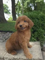Zinnia, a female Goldendoodle for sale in Jefferson City, MO – Photo 6 of 7