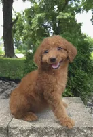 Zinnia, a female Goldendoodle for sale in Jefferson City, MO – Photo 3 of 7