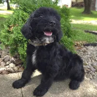 Ivy, a female Goldendoodle for sale in Jefferson City, MO – Photo 6 of 8