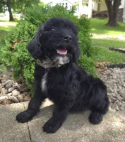 Ivy, a female Goldendoodle for sale in Jefferson City, MO – Photo 6 of 8