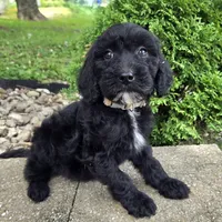 Ivy, a female Goldendoodle for sale in Jefferson City, MO – Photo 5 of 8