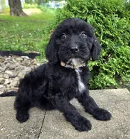 Ivy, a female Goldendoodle for sale in Jefferson City, MO – Photo 5 of 8