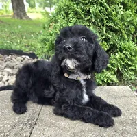 Ivy, a female Goldendoodle for sale in Jefferson City, MO – Photo 1 of 8