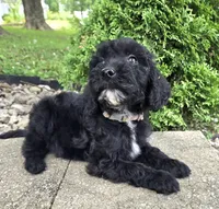 Ivy, a female Goldendoodle for sale in Jefferson City, MO – Photo 1 of 8
