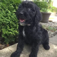 Ivy, a female Goldendoodle for sale in Jefferson City, MO – Photo 2 of 8
