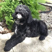 Ivy, a female Goldendoodle for sale in Jefferson City, MO – Photo 7 of 8