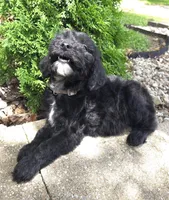 Ivy, a female Goldendoodle for sale in Jefferson City, MO – Photo 7 of 8