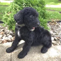 Ivy, a female Goldendoodle for sale in Jefferson City, MO – Photo 3 of 8