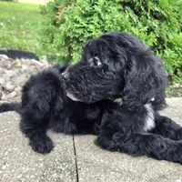 Ivy, a female Goldendoodle for sale in Jefferson City, MO – Photo 8 of 8