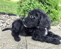 Ivy, a female Goldendoodle for sale in Jefferson City, MO – Photo 8 of 8