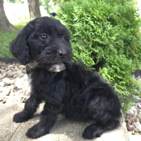 Ivy, a female Goldendoodle for sale in Jefferson City, MO – Photo 4 of 8