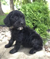 Ivy, a female Goldendoodle for sale in Jefferson City, MO – Photo 4 of 8