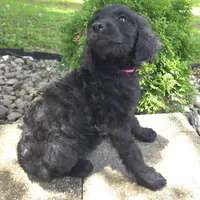 Petunia, a female Goldendoodle for sale in Jefferson City, MO – Photo 3 of 7