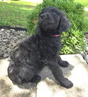 Petunia, a female Goldendoodle for sale in Jefferson City, MO – Photo 3 of 7