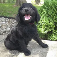 Petunia, a female Goldendoodle for sale in Jefferson City, MO – Photo 1 of 7
