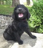 Petunia, a female Goldendoodle for sale in Jefferson City, MO – Photo 1 of 7