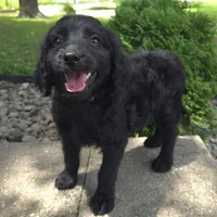 Petunia, a female Goldendoodle for sale in Jefferson City, MO – Photo 2 of 7