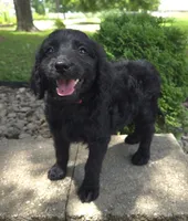 Petunia, a female Goldendoodle for sale in Jefferson City, MO – Photo 2 of 7