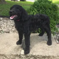 Petunia, a female Goldendoodle for sale in Jefferson City, MO – Photo 6 of 7