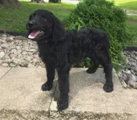 Petunia, a female Goldendoodle for sale in Jefferson City, MO – Photo 6 of 7