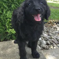 Petunia, a female Goldendoodle for sale in Jefferson City, MO – Photo 4 of 7