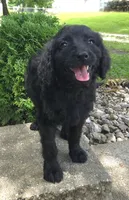Petunia, a female Goldendoodle for sale in Jefferson City, MO – Photo 4 of 7
