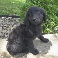 Petunia, a female Goldendoodle for sale in Jefferson City, MO – Photo 7 of 7