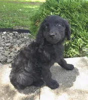 Petunia, a female Goldendoodle for sale in Jefferson City, MO – Photo 7 of 7