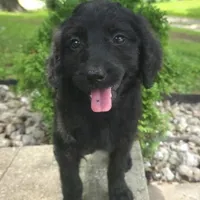 Petunia, a female Goldendoodle for sale in Jefferson City, MO – Photo 5 of 7