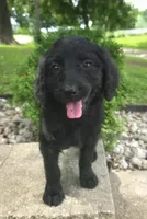 Petunia, a female Goldendoodle for sale in Jefferson City, MO – Photo 5 of 7