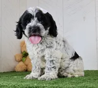 Cookie, a male Cockapoo for sale in Millersburg, OH – 3 of 3