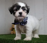 Bryan, a male Bichon Frise and Shih Tzu for sale in Millersburg, OH – 5 of 5