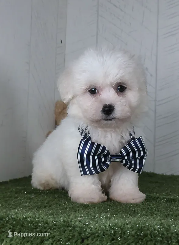 Benett – Bichon Frise puppy for sale in Millersburg, OH