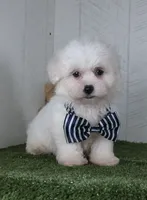Benett, a male Bichon Frise for sale in Millersburg, OH – 1 of 5