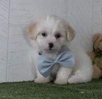 Noah, a male Bichon Frise for sale in Millersburg, OH – 2 of 3