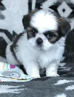 Sparkie, a male Shih Tzu for sale in Millersburg, OH – Photo 2 of 4