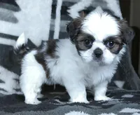 Sparkie, a male Shih Tzu for sale in Millersburg, OH – Photo 4 of 4