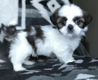 Sparkie, a male Shih Tzu for sale in Millersburg, OH – Photo 1 of 4
