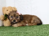 Kate, a female Shih Tzu and Yorkshire Terrier for sale in Millersburg, OH – 4 of 5