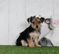 Iyla, a female Bichon Frise and Yorkshire Terrier for sale in Millersburg, OH – 1 of 5