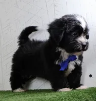 Micah, a male Bichon Frise and Shih Tzu for sale in Millersburg, OH – 2 of 4